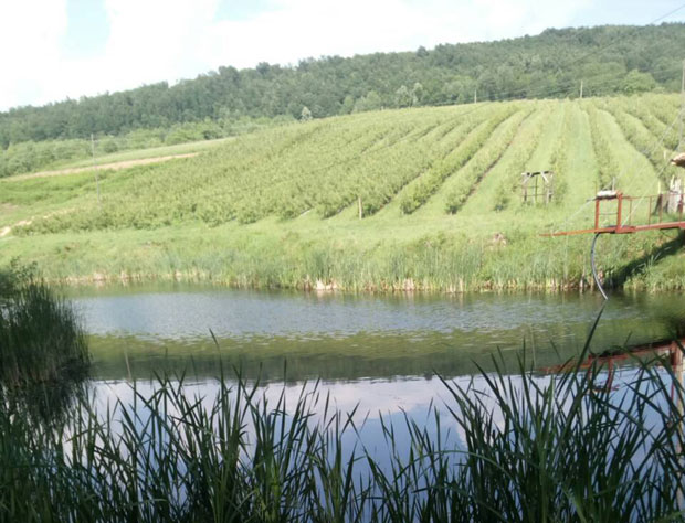 Црне пеге обраше крушке